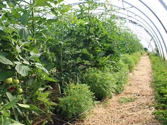 Biohof-Wischhof_tomaten-tunnel.jpg